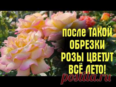 ПЯТЬ полезных советов по уходу за КЛУБНИКОЙ после сбора ягод. Как выращивать землянику. Земляника.