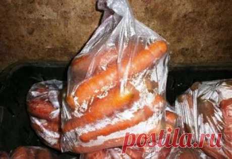 Хранение моркови - надежный способ