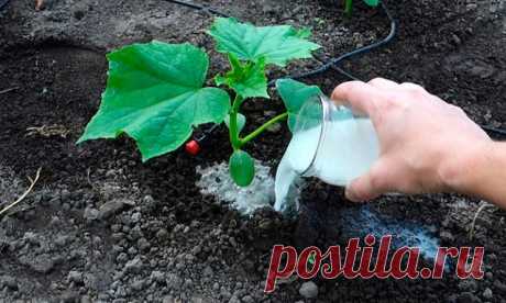 Чем можно поливать огурцы для быстрого роста и хорошего урожая