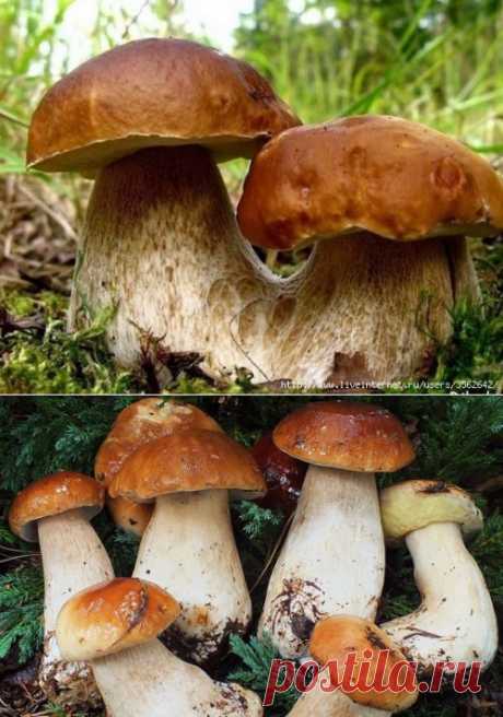 Как вырастить лесные грибы на даче?