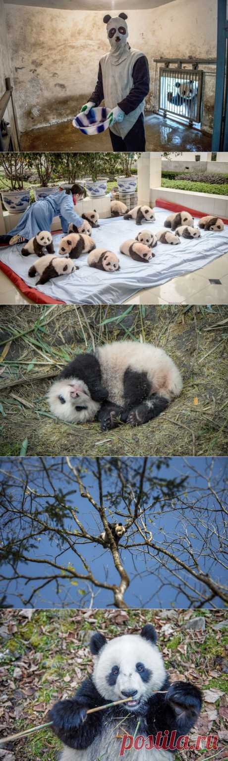 Как выращивают панд в провинции Сычуань • НОВОСТИ В ФОТОГРАФИЯХ