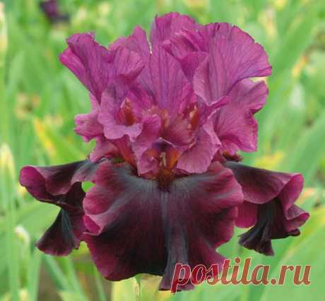 Silken Trim | Tall Bearded | Iris