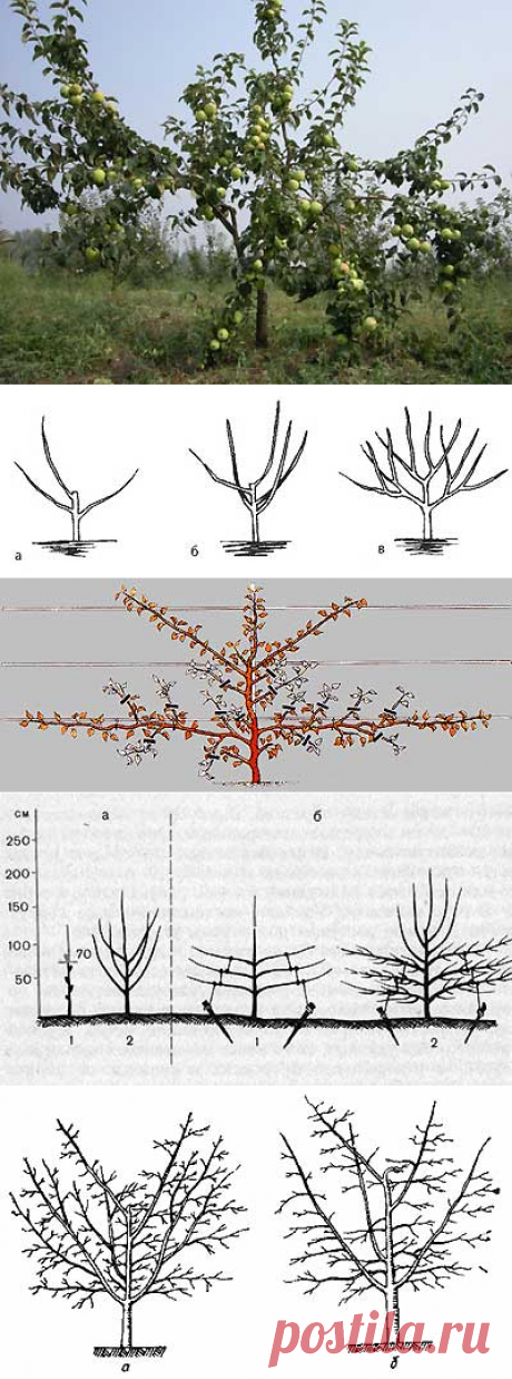 Зачем необходимо формирование кроны яблони | Мое подворье