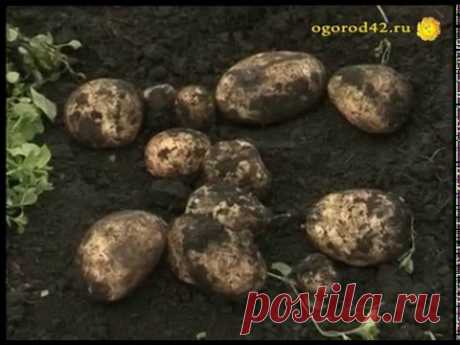 Тонна картофеля с сотки