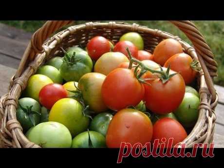 Четыре фактора, влияющие на урожай томатов - YouTube
