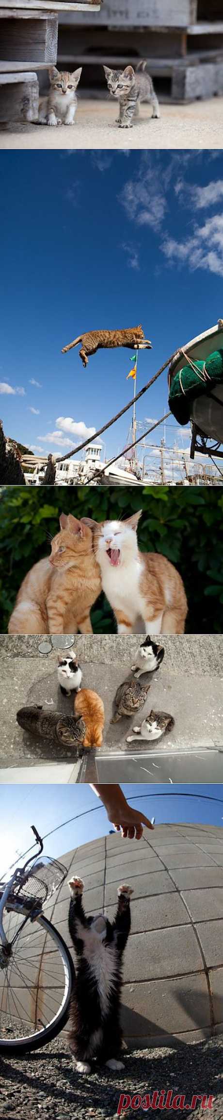 (+1) - Кошки острова Фукуока | Непутевые заметки
