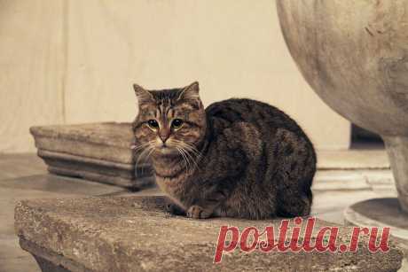 🐱 11 милых фото кота, который живет в мечети Святой Софии