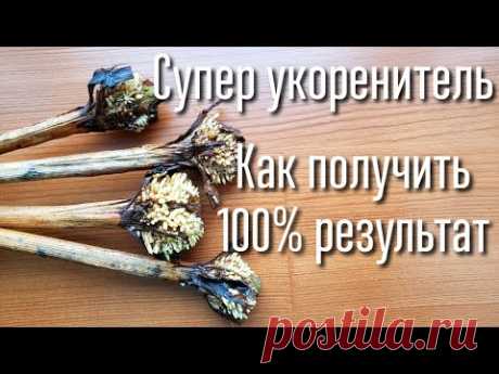 КАК ПРОРАСТИТЬ ЧЕРЕНКИ И ПОЛУЧИТЬ 100% РЕЗУЛЬТАТ. ЛУЧШИЙ КОРНЕОБРАЗОВАТЕЛЬ. ЛЕГКО И ПРОСТО