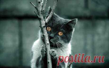 Обои Серый кот с оранжевыми глазами держится за ветку дерева лапами на рабочий стол, страница