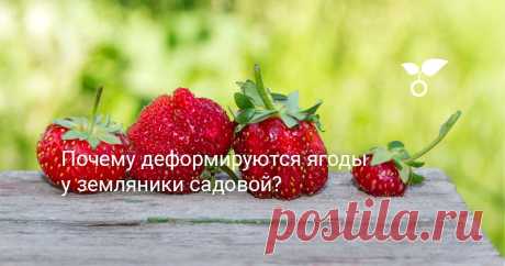 Почему деформируются ягоды у земляники садовой? Причин деформации плодов земляники садовой достаточно много. И если одни из них можно предупредить, то с другими нужно бороться. Главное понимать, что и когда делать.