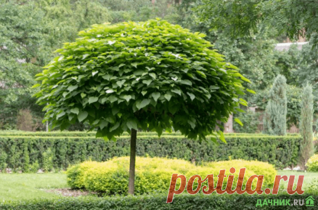 Катальпа или дерево счастья – секреты выращивания и ухода | 6 соток