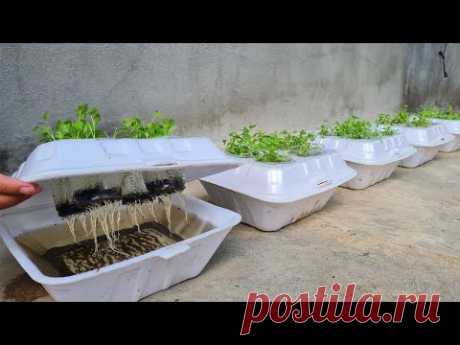How to grow coriander in Styrofoam Box with water | Growing coriander from seed