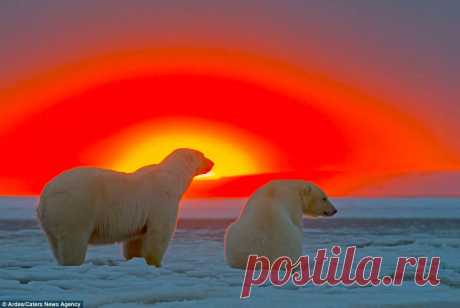 &gt;&gt; Белые медведи и закат на Аляске | ФОТО НОВОСТИ