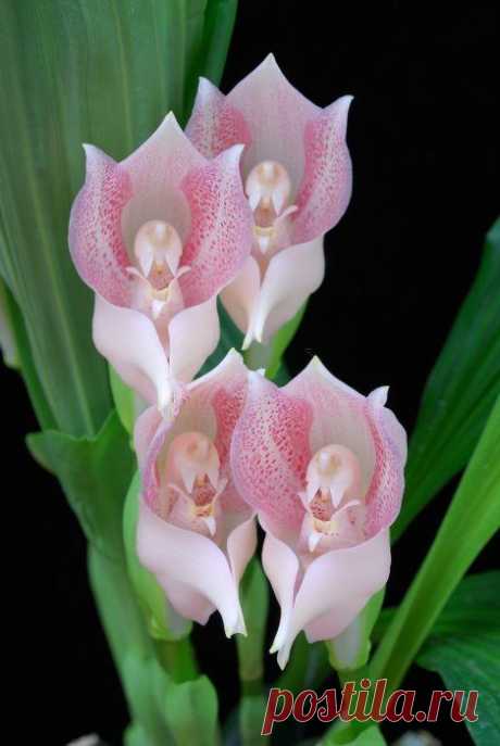 Anguloa uniflora | Nature :: Orchids