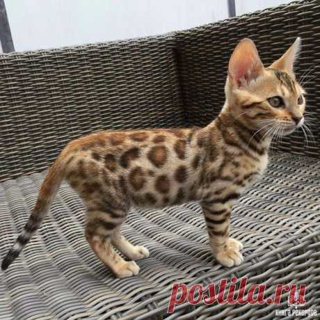 Бенгал — для тех, кто мечтает о маленьком домашнем леопарде