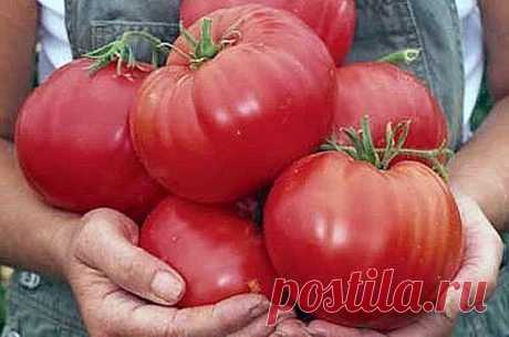 ЧТОБЫ ПОМИДОРЧИКИ БЫЛИ КРУПНЫМИ!

Чтобы любимые помидоры были крупными и созревали быстрее, приготовим для них полезные напитки: 
- в 10 литров добавим 3-4 капли йода. Поливать томатные кустики следует под корень один раз в неделю в объеме 1,5-2 литра под каждое растение; 
- заполните бочку объемом 200 л крапивой и листиками одуванчиков примерно на 1/3. 
Добавьте в смесь ведро навоза, залейте водой. Для ускорения брожения накройте бочку пленкой. Примерно через 10 дней удоб...