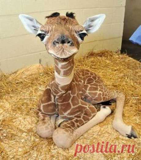 Детёныш жирафа – два дня от роду :)