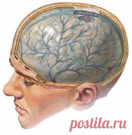 Рецепты для очистки сосудов головного мозга