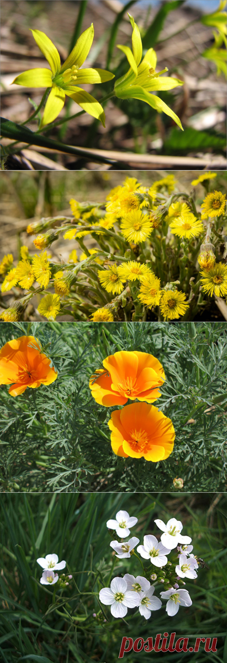 Полевые и луговые цветы и травы (130 фото) – каталог с названиями | Огородникам Инфо