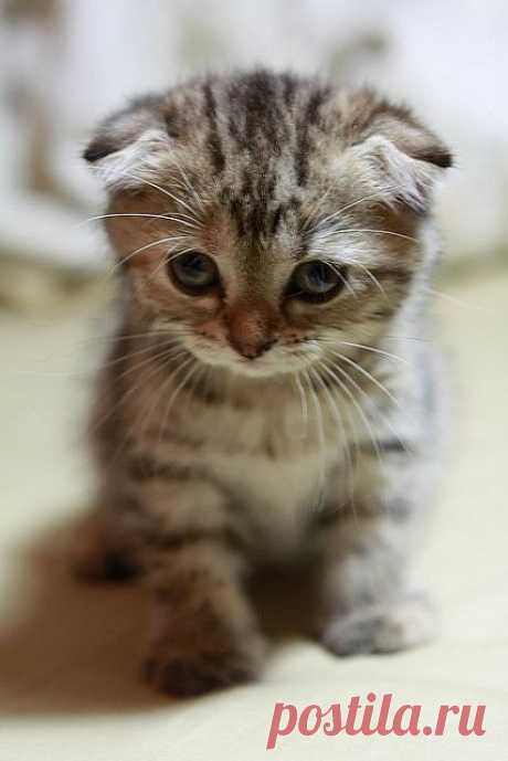 (Doramon (多拉ㄟ夢) Cat-Scottish Fold(蘇格蘭摺耳貓) | Flickr - Photo Sharing!