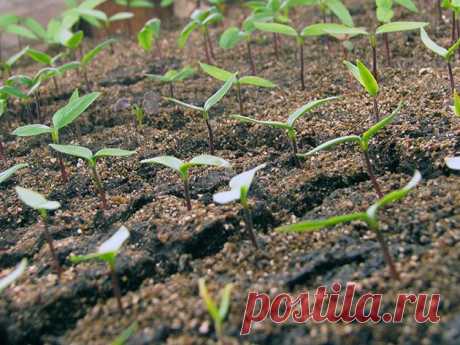 Посадка перца на рассаду в домашних условиях: 🌱🌶 как вырастить рассаду перца, когда сажать перец на рассаду в 2018