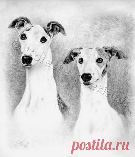 Уиппет щенок рисунок-портреты домашних животных живопись на заказ графитовый карандаш портрет собаки-питомца подарок на память
