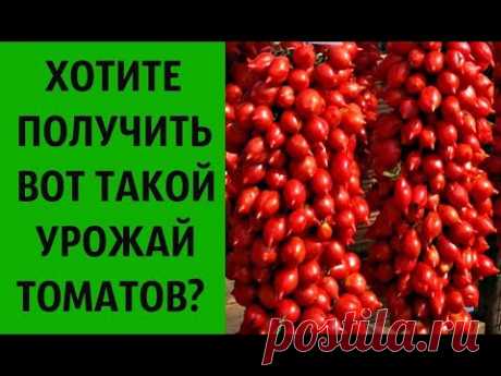 ПРОВЕРЕНО!  ВЫ УВЕЛИЧИТЕ СВОЙ УРОЖАЙ В НЕСКОЛЬКО РАЗ, ПОЛИВАЯ ТОЛЬКО ЭТИМ СРЕДСТВОМ