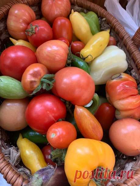 Сорта томатов 2021. Что будем сажать ? | Росток 🌱 | Яндекс Дзен