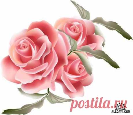 Vector Pink Roses Collection #10 - 25 Ai Розовые розы » Allday - всё лучшее в мире графики и дизайна!
