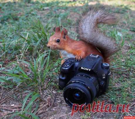 Фото: С Днём Фотографа!. Наташа С. Фото животных - Фотосайт Расфокус.ру