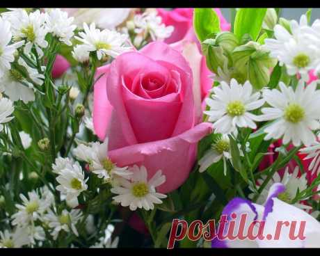 Flowers Wallpapers : Pink Rose #1181 1280x1024 pixel Exotic Wallpaper @ Cuzzsoft