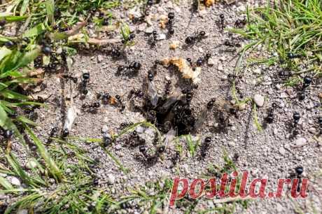 Избавиться от муравьев на участке можно с помощью простого метода