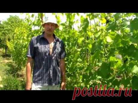 Профилактика болезней на винограднике