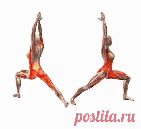 Анатомия йоги: работа мышц во время упражнений