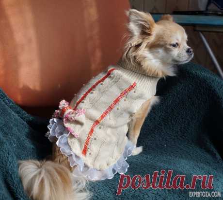 Как сшить платье для маленькой собачки из рукава старого свитера