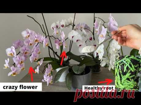 Дайте ложку, и орхидеи будут обильно цвести и давать здоровые корни / повышающее удобрение