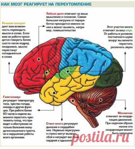 Как мозг реагирует на переутомление.