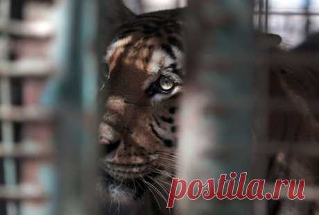 Надежда есть: в самый худший зоопарк в мире прибыли спасатели