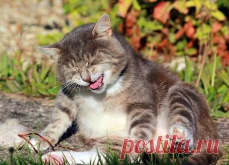 Посмейся вместе с котами: 15 уморительных фото | Зверополис | Яндекс Дзен