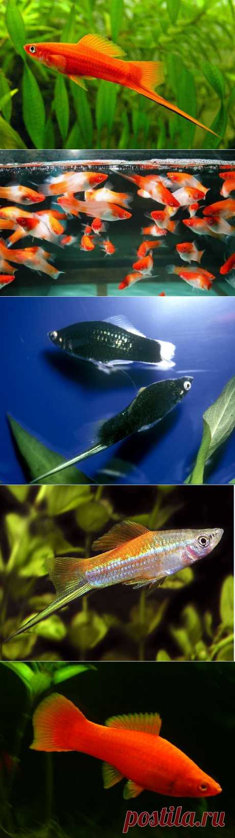 Меченосцы аквариумные рыбки - содержание, кормление, разведение и фото