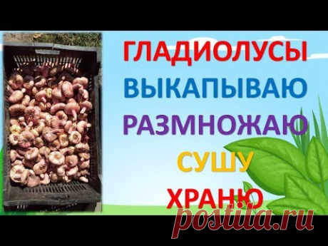 КОГДА ВЫКАПЫВАТЬ ГЛАДИОЛУСЫ. КАК СУШИТЬ. КАК ХРАНИТЬ.