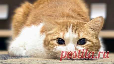 Кот вернулся к владельцам спустя 12 лет после пропажи. В США пропавший кот вернулся к хозяевам спустя 12 лет, пишет HuffPost. Владельцы питомца были удивлены тому, что он все еще жив. Анджело и Шелли Кастеллино из Калифорнии рассказали, что их кот Баттерс пропал 12 лет назад, когда открыл ...