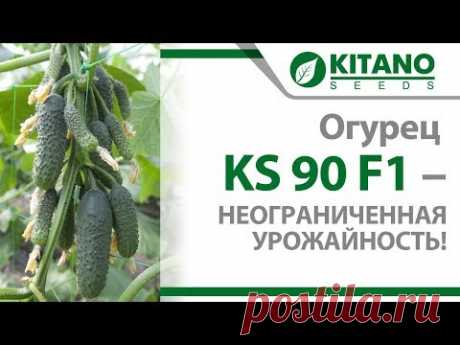 Огурец KS 90 F1 -  неограниченная урожайность!