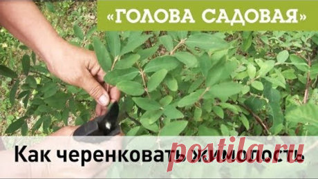 Голова садовая - Как черенковать жимолость