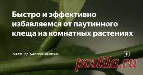 Быстро и эффективно избавляемся от паутинного клеща на комнатных растениях Статья автора «О Фазенде. Загородная жизнь» в Дзене ✍: Сегодня поговорим о том, как быстро и эффективно избавиться от паутинного клеща на комнатных растениях.