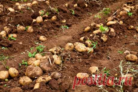 Как реанимировать землю после картофеля. Снова плодородная, снова большой урожай! | Идеальный огород | Яндекс Дзен