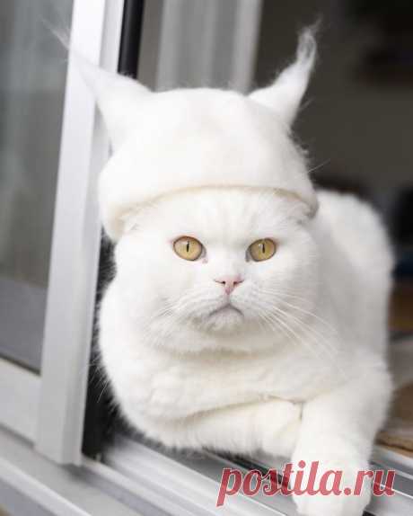 Кошки и коты в шляпах, из собственной шерсти | | Picturetoday