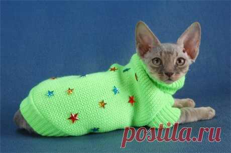 Вязаные одежки для котов: 60 тыс изображений найдено в Яндекс.Картинках