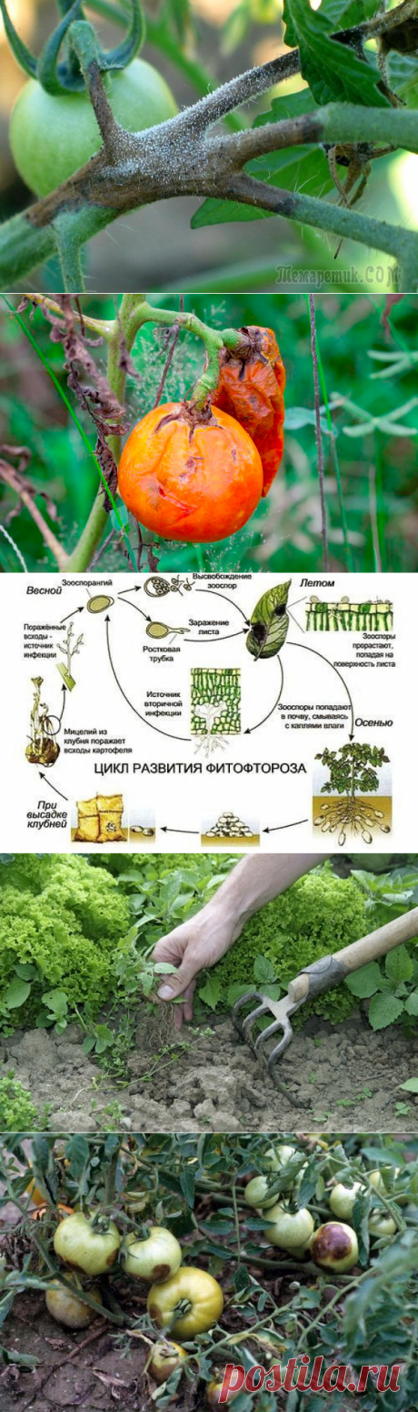 Чем обработать землю, зараженную фитофторой
