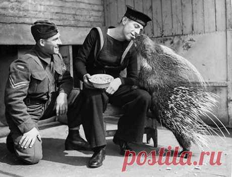 UK servicemen have been given free entry to London Zoo to help morale. A sailor sharing a nut with a porcupine. 1940  Британским военнослужащим был предоставлен бесплатный вход в Лондонский зоопарк, чтобы помочь моральному духу. Моряк, делящий орех с дикобразом.